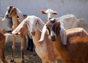 Jatim Dorong Kualitas Ternak untuk Penuhi Kebutuhan Daging di Pasar Global