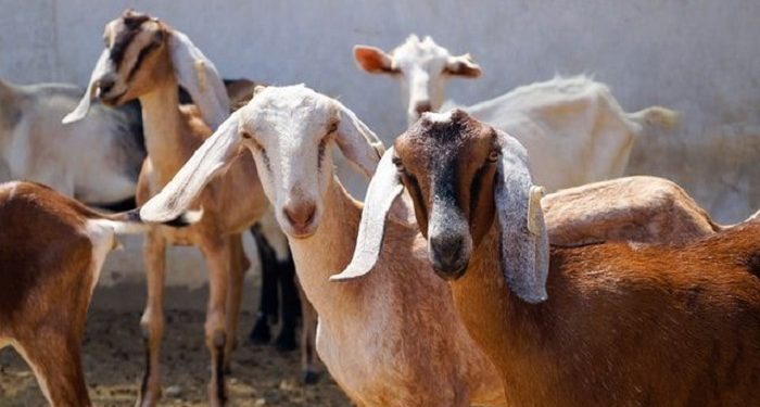Jatim Dorong Kualitas Ternak untuk Penuhi Kebutuhan Daging di Pasar Global