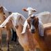Jatim Dorong Kualitas Ternak untuk Penuhi Kebutuhan Daging di Pasar Global