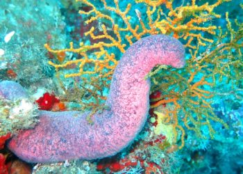 Mengenal Manfaat Gamat untuk Kesehatan, Hewan Laut yang Kaya Senyawa Bioaktif