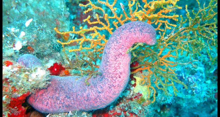 Mengenal Manfaat Gamat untuk Kesehatan, Hewan Laut yang Kaya Senyawa Bioaktif