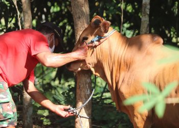 Qurban Atas Nama Instansi: Penjelasan Hukum dalam Islam