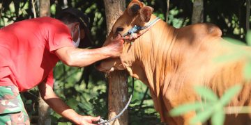 Qurban Atas Nama Instansi: Penjelasan Hukum dalam Islam