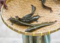 Inilah Tips Menggoreng Ikan Lele agar Renyah, Gurih, dan Tidak Amis