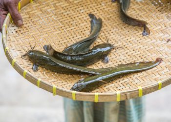 Inilah Tips Menggoreng Ikan Lele agar Renyah, Gurih, dan Tidak Amis