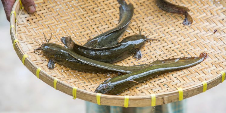 Inilah Tips Menggoreng Ikan Lele agar Renyah, Gurih, dan Tidak Amis