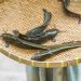 Inilah Tips Menggoreng Ikan Lele agar Renyah, Gurih, dan Tidak Amis
