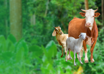 Bukan Daging dan Darah Hewan Qurban, tapi Takwa