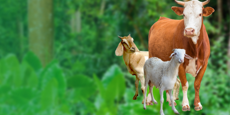Bukan Daging dan Darah Hewan Qurban, tapi Takwa