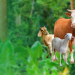 Bukan Daging dan Darah Hewan Qurban, tapi Takwa