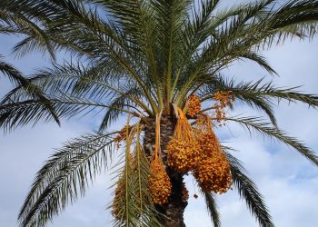 Kebun Kurma Madinah yang Penuh Sejarah dan Penuh Keberkahan