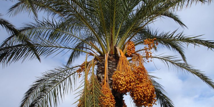 Kebun Kurma Madinah yang Penuh Sejarah dan Penuh Keberkahan