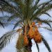 Kebun Kurma Madinah yang Penuh Sejarah dan Penuh Keberkahan