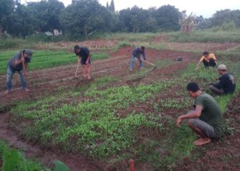 Inovasi Inklusi, LPM Manfaatkan Aktivitas Bertani sebagai Media Terapi Mental
