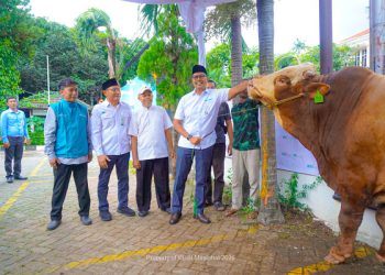 BSI Maslahat dan BSI Salurkan 24.541 Hewan Kurban hingga Pelosok Negeri pada Iduladha 1447 H