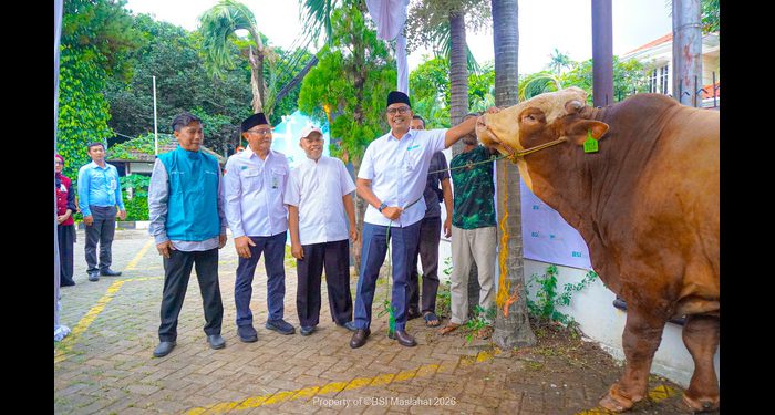 BSI Maslahat dan BSI Salurkan 24.541 Hewan Kurban hingga Pelosok Negeri pada Iduladha 1447 H
