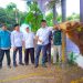 BSI Maslahat dan BSI Salurkan 24.541 Hewan Kurban hingga Pelosok Negeri pada Iduladha 1447 H