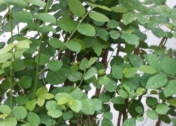 Tak Hanya Melancarkan ASI, Ini Beragam Manfaat Daun Katuk untuk Kesehatan