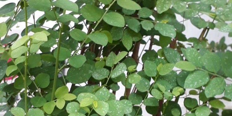Tak Hanya Melancarkan ASI, Ini Beragam Manfaat Daun Katuk untuk Kesehatan