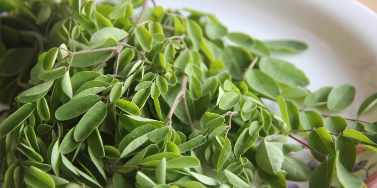 Daun Kelor, Tanaman Sederhana dengan Segudang Manfaat untuk Kesehatan
