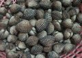 Ini Cara yang Benar Membersihkan Kerang Dara Sebelum Dimasak