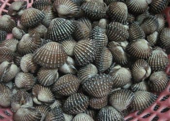 Ini Cara yang Benar Membersihkan Kerang Dara Sebelum Dimasak