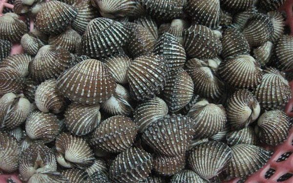 Ini Cara yang Benar Membersihkan Kerang Dara Sebelum Dimasak