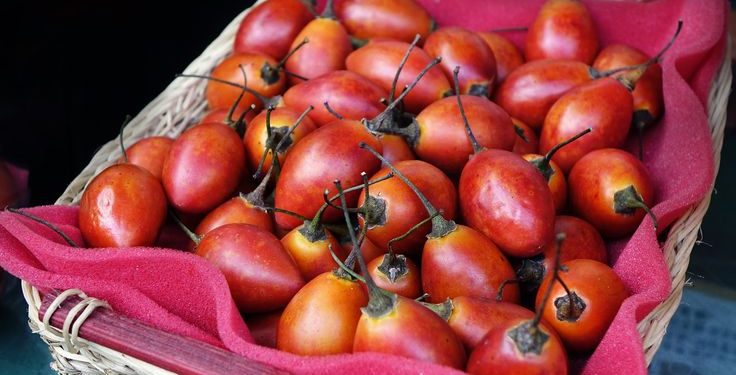 Tips Mengolah Terong Belanda agar Rasanya Lezat dan Nutrisinya Tetap Terjaga