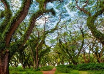 Keindahan Alam Banyuwangi Menarik Perhatian Berbagai Daerah di Indonesia