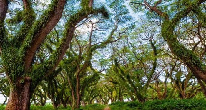 Keindahan Alam Banyuwangi Menarik Perhatian Berbagai Daerah di Indonesia