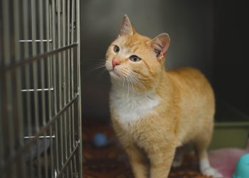 Tips Membersihkan Kandang Kucing yang Benar agar Tetap Higienis dan Nyaman