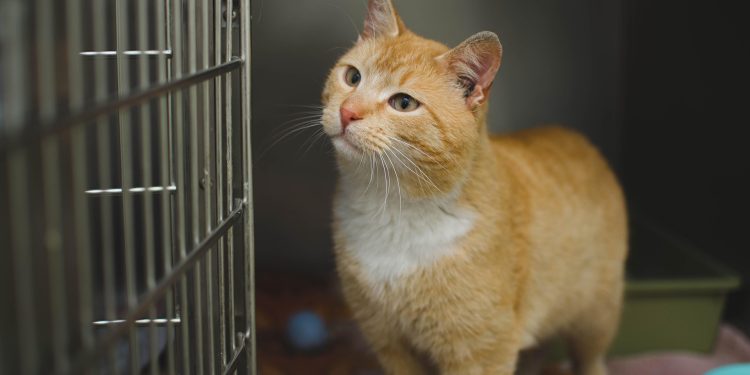 Tips Membersihkan Kandang Kucing yang Benar agar Tetap Higienis dan Nyaman