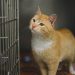 Tips Membersihkan Kandang Kucing yang Benar agar Tetap Higienis dan Nyaman
