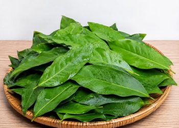 Daun Salam Tak Hanya untuk Bumbu Dapur, Ini Beragam Manfaatnya bagi Kesehatan
