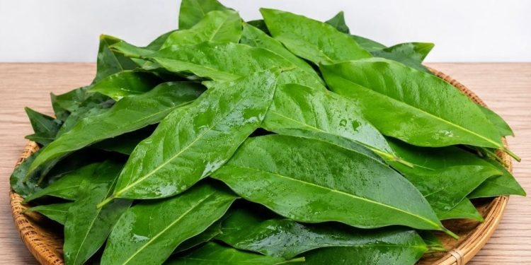 Daun Salam Tak Hanya untuk Bumbu Dapur, Ini Beragam Manfaatnya bagi Kesehatan