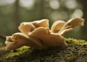 5 Manfaat Jamur Tiram untuk Kesehatan, Lezat Sekaligus Bergizi