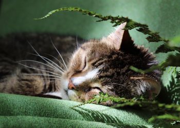 Tips Memberi Makan Kucing Usia 1 Tahun ke Atas agar Tetap Sehat dan Aktif