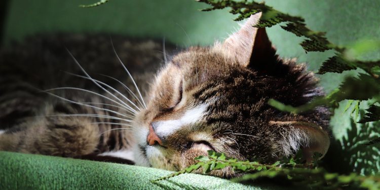 Tips Memberi Makan Kucing Usia 1 Tahun ke Atas agar Tetap Sehat dan Aktif
