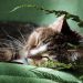 Tips Memberi Makan Kucing Usia 1 Tahun ke Atas agar Tetap Sehat dan Aktif