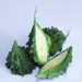 Mengenal 4 Bahan Herbal yang Kerap Digunakan untuk Membantu Mengontrol Diabetes