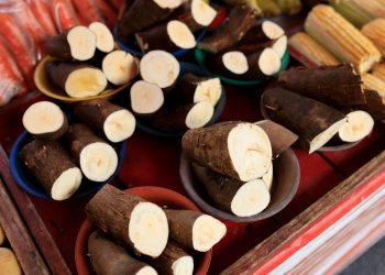 Gula Singkong, Pemanis Alami yang Mulai Dilirik karena Beragam Manfaatnya