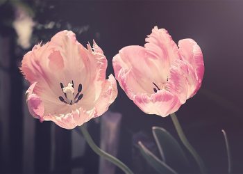 https://chanelmuslim.com/kisah/umamah-binti-abu-al-ash-cucu-rasulullah-yang-tumbuh-dalam-kasih-sayang-sang-nabi