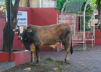 Qurban Akbar 1447 H HYR Sagha Group Bersama Jakarta Islamic School Tebarkan Semangat Berbagi dan Kepedulian