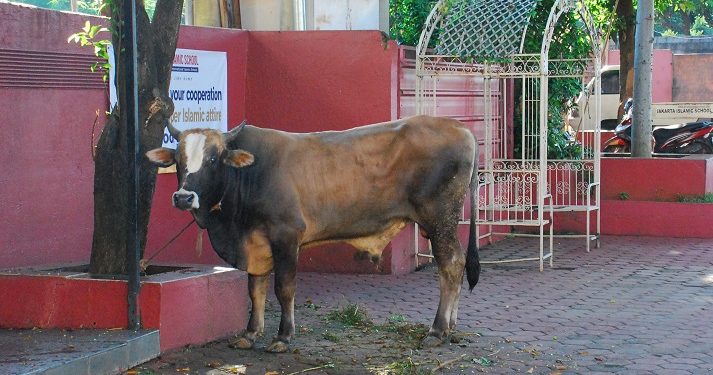 Qurban Akbar 1447 H HYR Sagha Group Bersama Jakarta Islamic School Tebarkan Semangat Berbagi dan Kepedulian