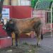 Qurban Akbar 1447 H HYR Sagha Group Bersama Jakarta Islamic School Tebarkan Semangat Berbagi dan Kepedulian