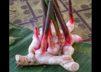 Ketahui 5 Manfaat Lengkuas untuk Kesehatan Tubuh