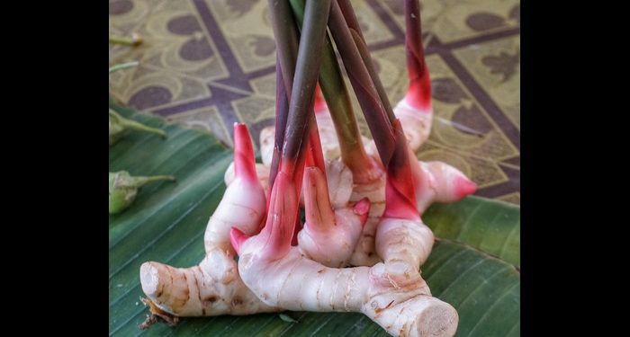 Ketahui 5 Manfaat Lengkuas untuk Kesehatan Tubuh