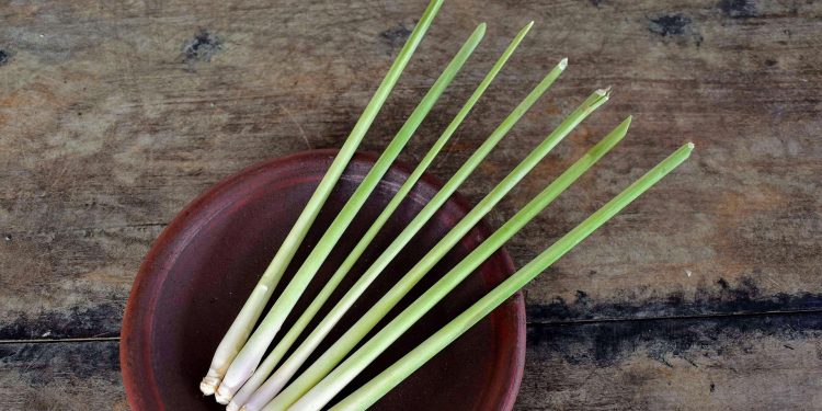 Rutin Minum Teh Sereh Madu Setiap Hari, Apa Saja Pengaruhnya bagi Kesehatan?