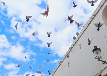 Mengapa Burung Merpati Banyak Ditemui di Makkah dan Madinah?