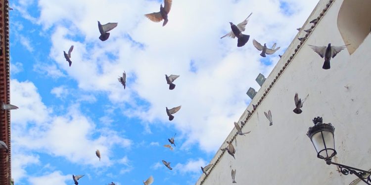 Mengapa Burung Merpati Banyak Ditemui di Makkah dan Madinah?